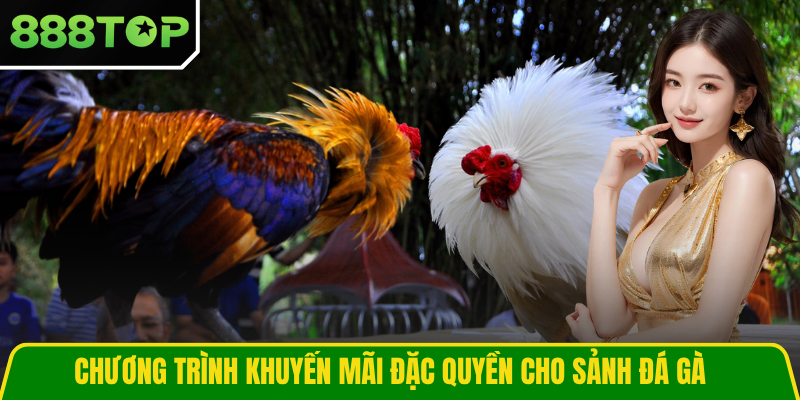 Chương trình khuyến mãi đặc quyền cho sảnh đá gà