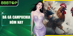 Đá Gà Campuchia Hôm Nay - Tường Thuật Trận Đấu Hot 888top