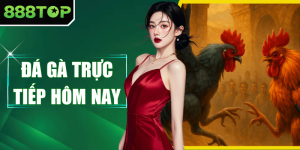 Đá Gà Trực Tiếp Hôm Nay - Xem Trận Đấu Kịch Tính Tại 888TOP