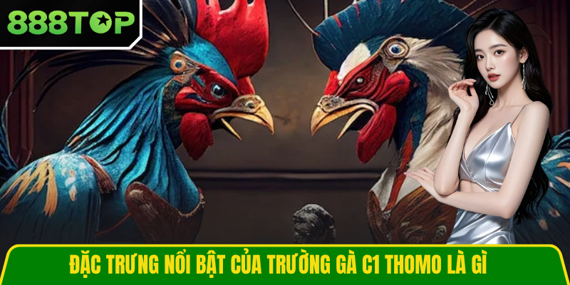 Đặc trưng nổi bật của trường gà C1 thomo là gì