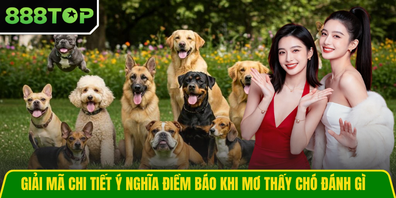 Giải mã chi tiết ý nghĩa điềm báo khi mơ thấy chó đánh gì