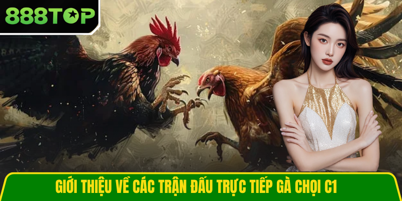 Giới thiệu về các trận đấu trực tiếp gà chọi C1
