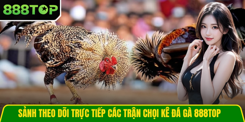 Sảnh theo dõi trực tiếp các trận chọi kê đá gà 888TOP