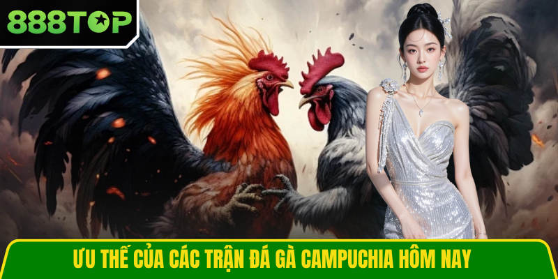 Ưu thế của các trận đá gà Campuchia hôm nay Ưu thế của các trận đá gà Campuchia hôm nay